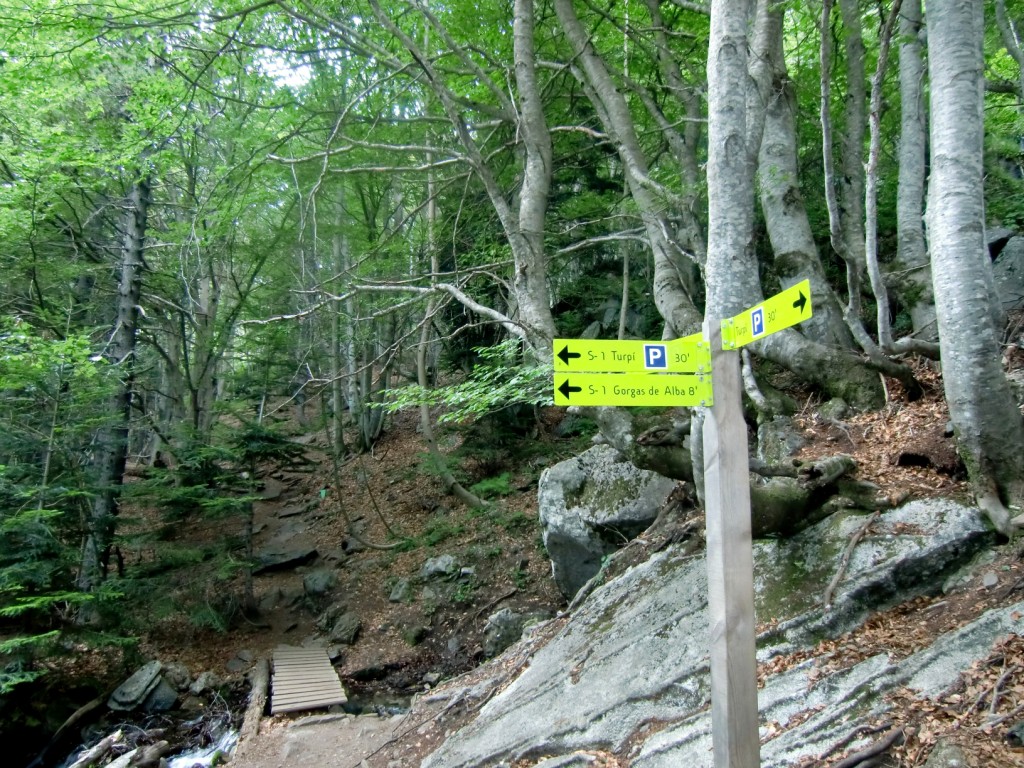 Bosque de Hayas