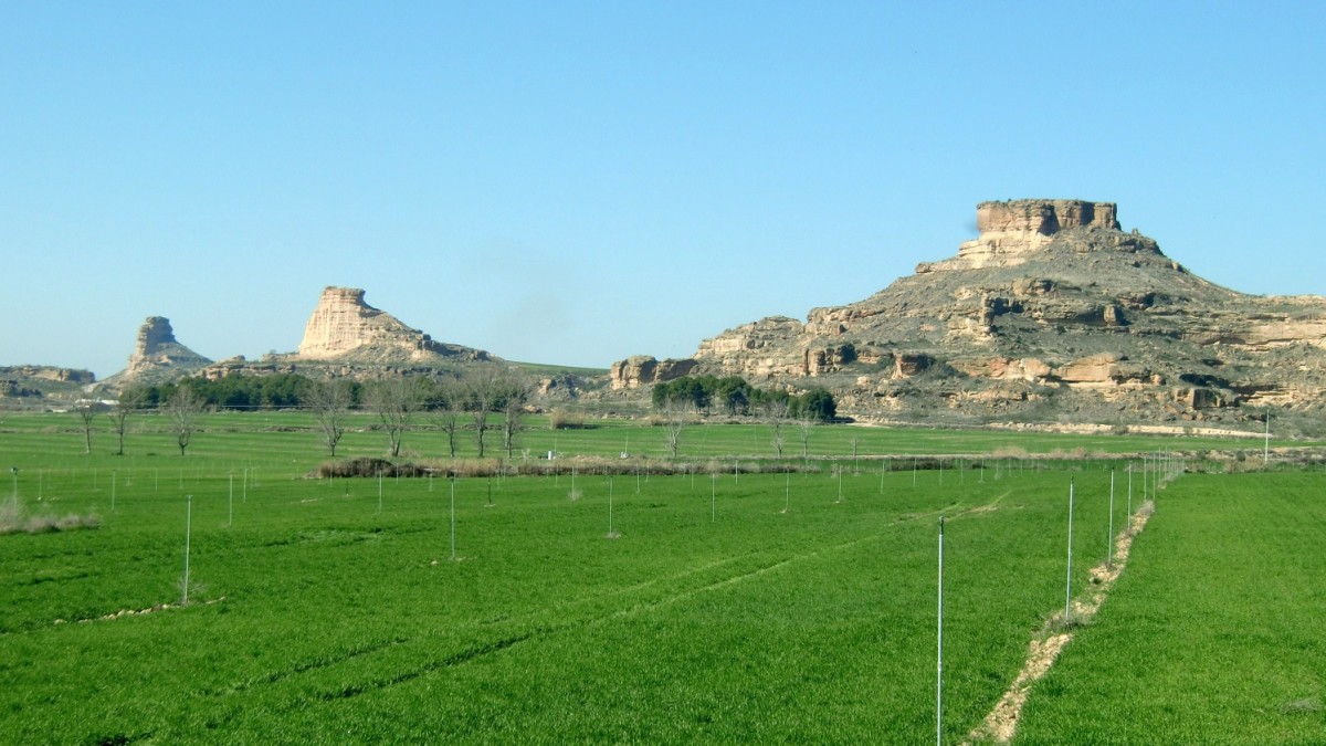 Torrollones de la Gabarda vistos desde la carretera de acceso Gabarda (2)