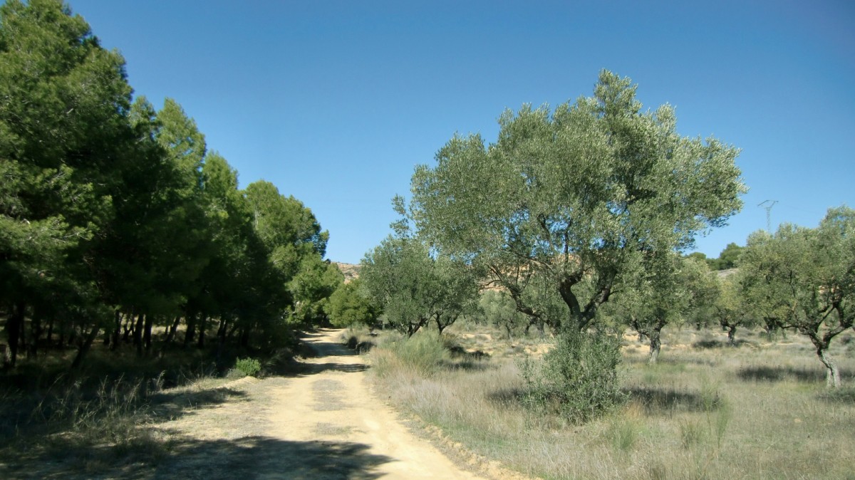 Pista que discurre junto al conocido como Rincón del Olivar. Punto de inicio de la excursión Gabarda (3)