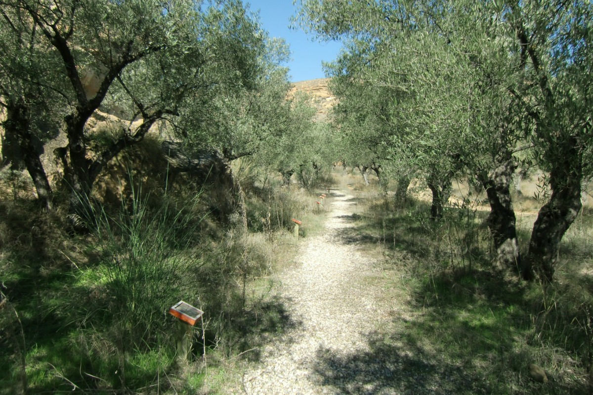 Sendero botánico interpretativo Gabarda (4)